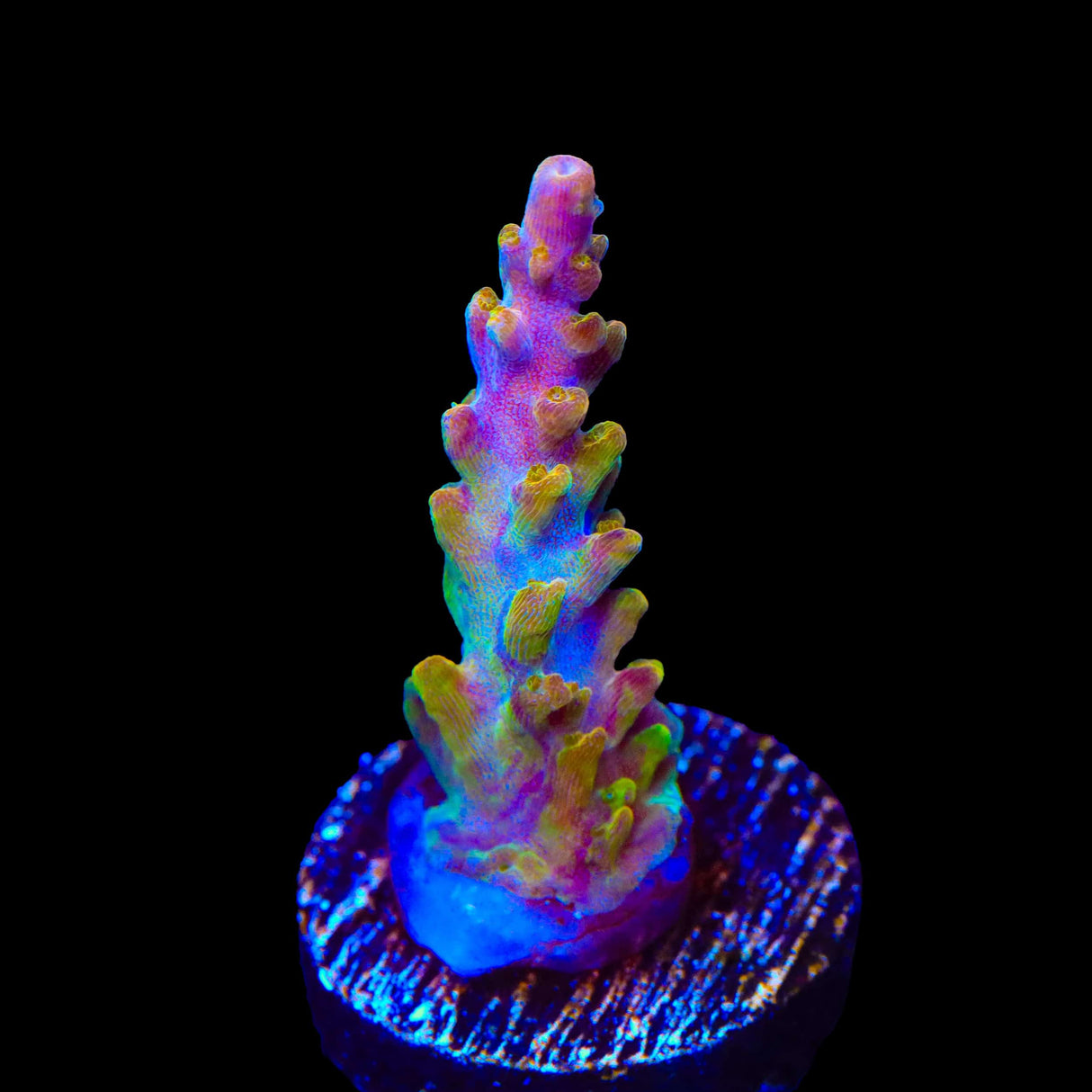 TSA Orangesicle Acropora Coral
