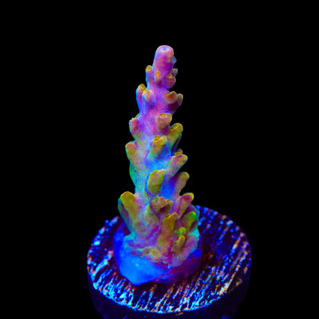 TSA Orangesicle Acropora Coral