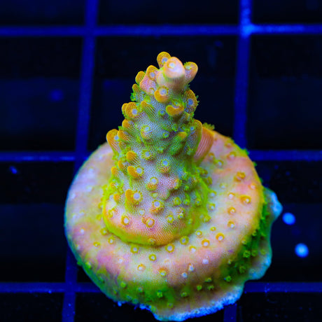 TSA Orangesicle Acropora Coral