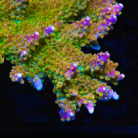 TSA Orangesicle Acropora Coral