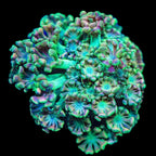 TSA Orangutan Alveopora Coral