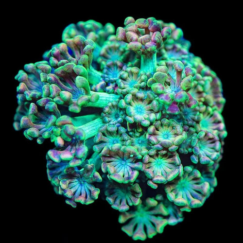 TSA Orangutan Alveopora Coral