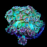 TSA Orangutan Alveopora Coral