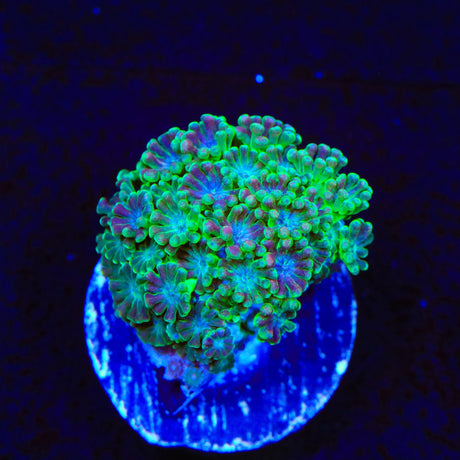 TSA Orangutan Alveopora Coral