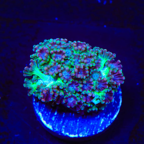 TSA Orangutan Alveopora Coral