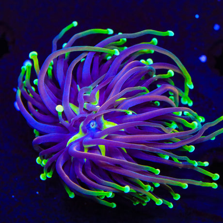 TSA Orions Star Torch Coral