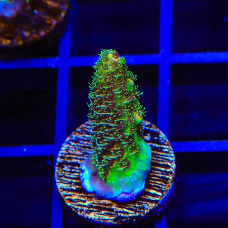 TSA Oscar the Grouch Millepora Acropora Coral