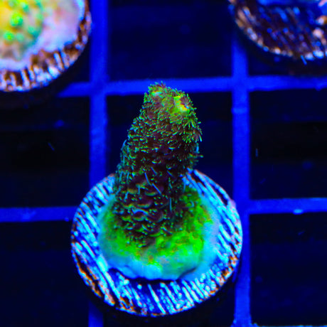 TSA Oscar the Grouch Millepora Acropora Coral