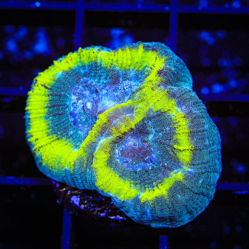 TSA Out of Bounce Favia Coral