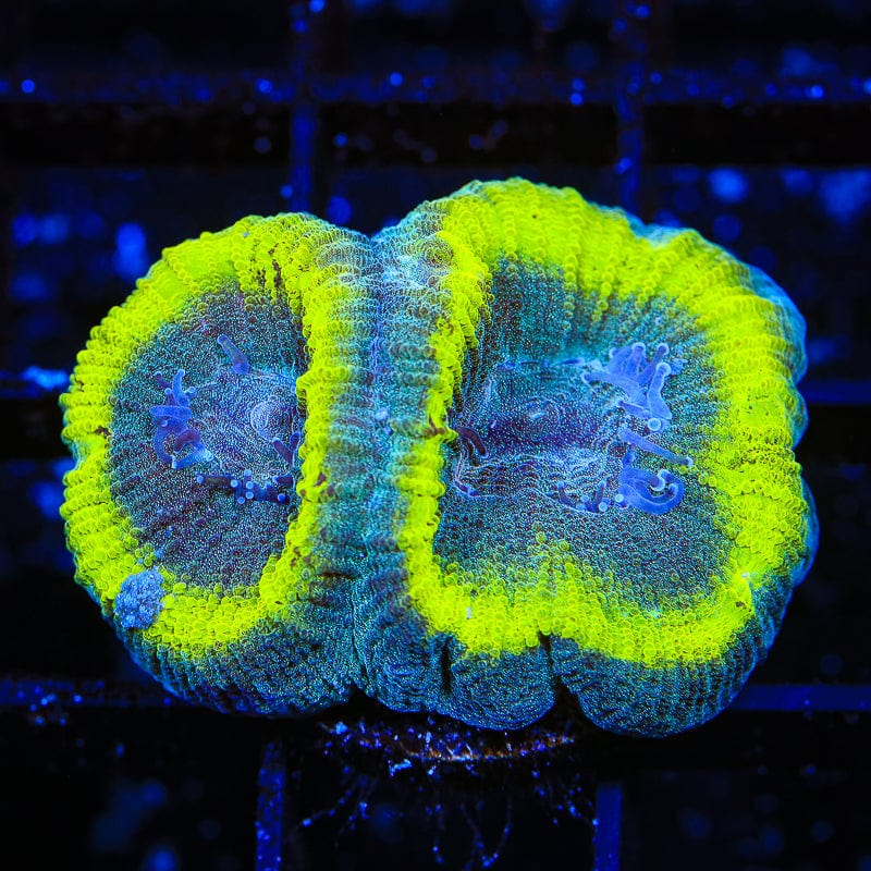 TSA Out of Bounce Favia Coral