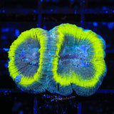 TSA Out of Bounce Favia Coral