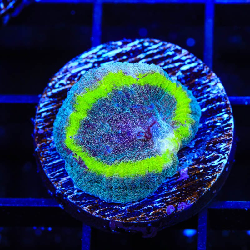 TSA Out of Bounds Favia Coral