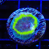 TSA Out of Bounds Favia Coral