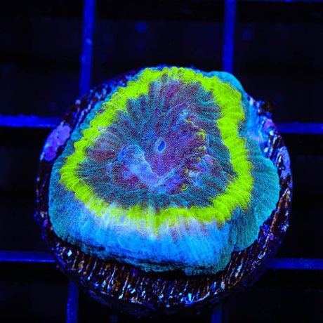 TSA Out of Bounds Favia Coral