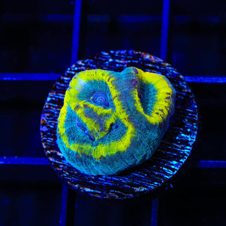 TSA Out of Bounds Favia Coral