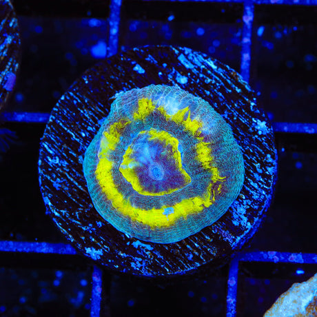 TSA Out of Bounds Favia Coral