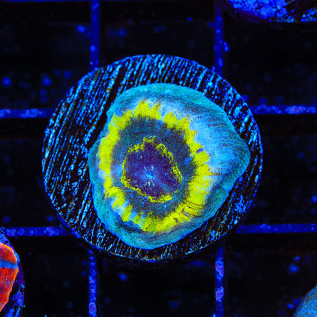 TSA Out of Bounds Favia Coral