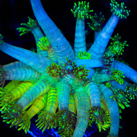 TSA Pacific Wave Goniopora Coral