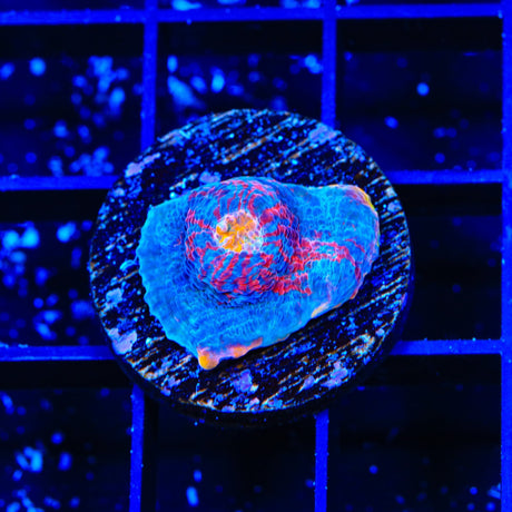 TSA Paint Punch Chalice Coral