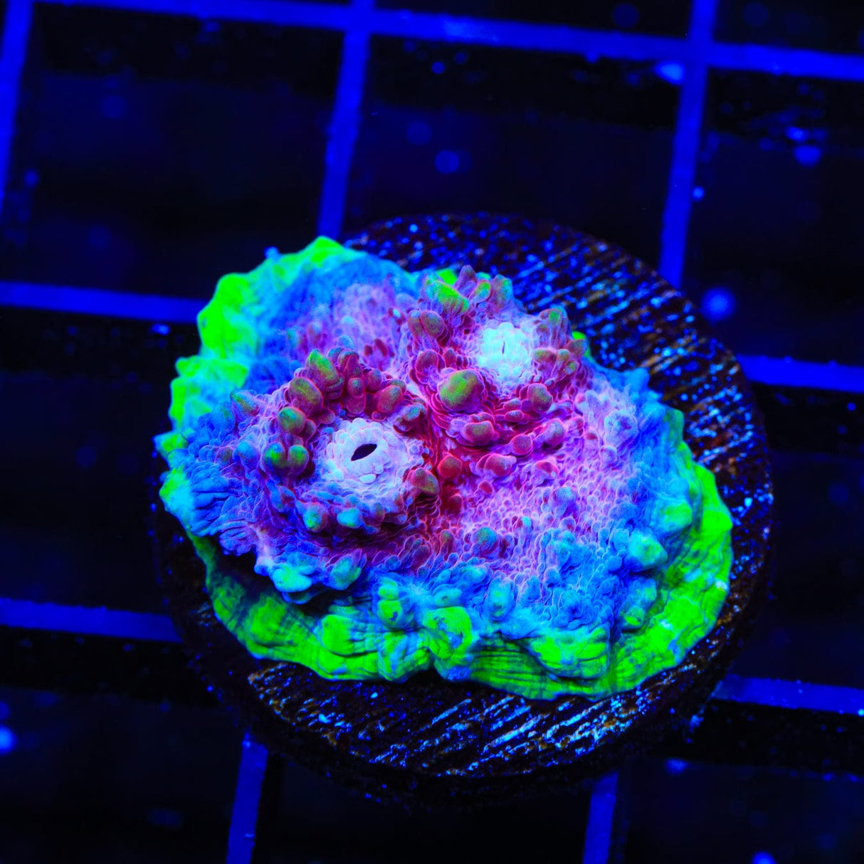 TSA Paint Splatter Chalice Coral
