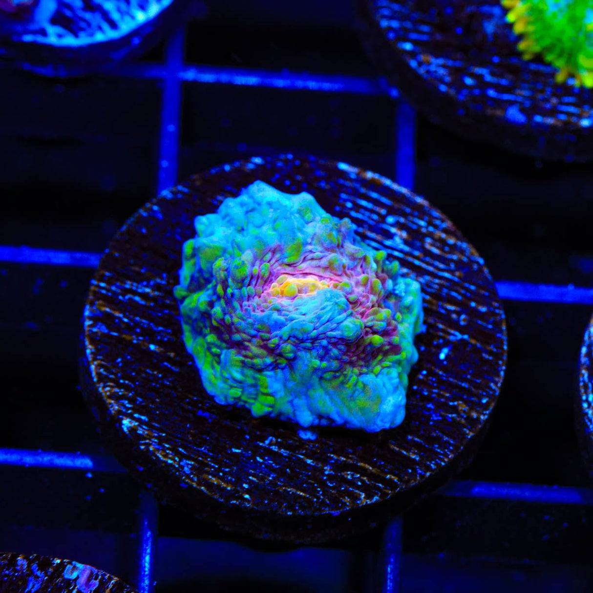 TSA Paint Splatter Chalice Coral