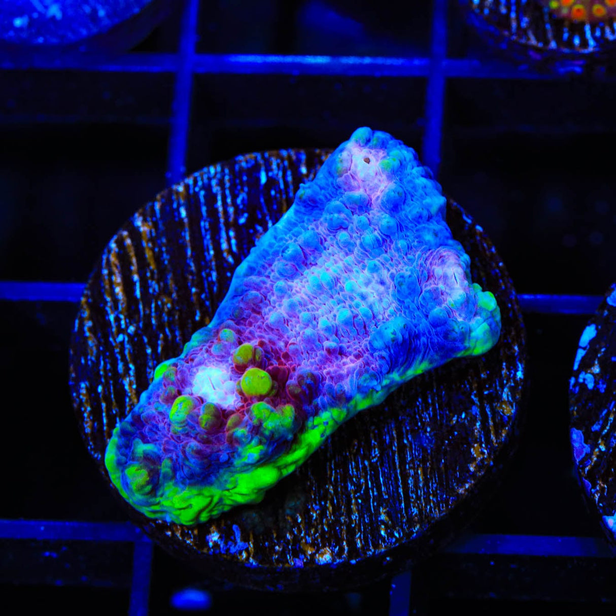 TSA Paint Splatter Chalice Coral