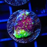 TSA Paint Splatter Chalice Coral