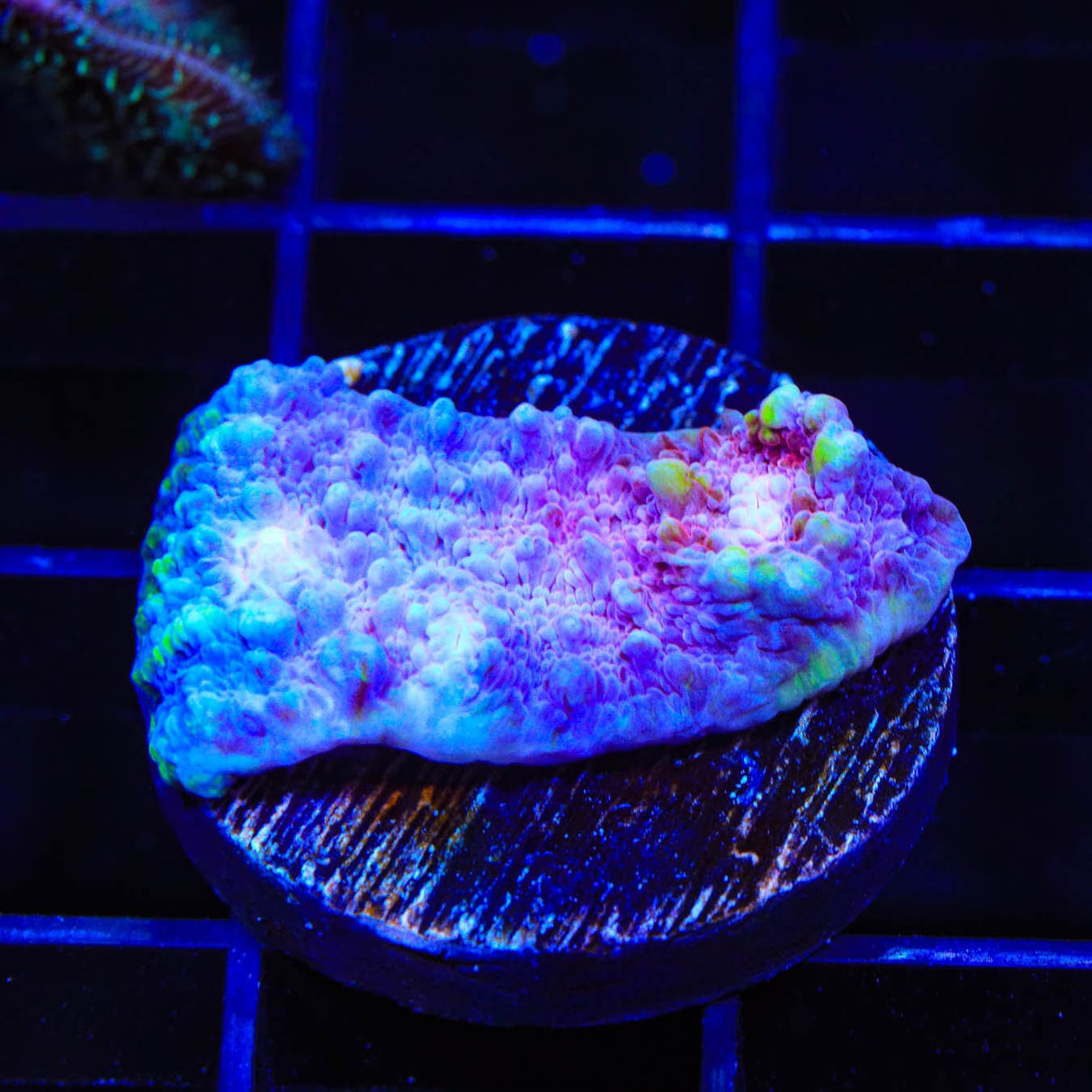 TSA Paint Splatter Chalice Coral