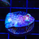 TSA Paint Splatter Chalice Coral