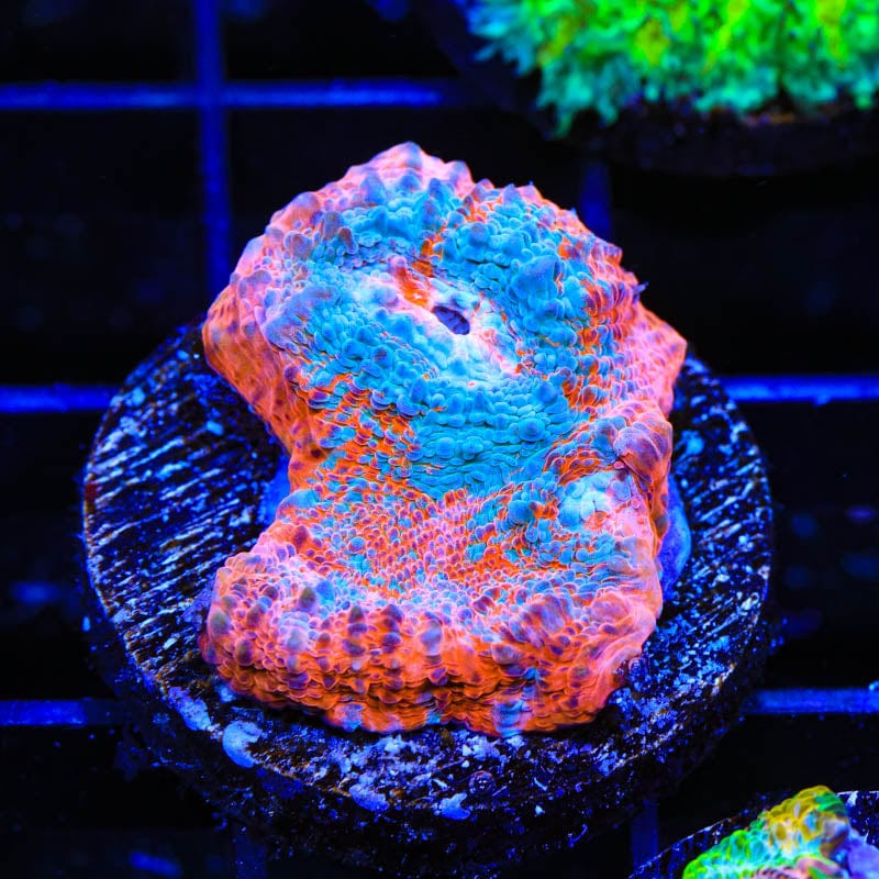 TSA Paintball Chalice Coral