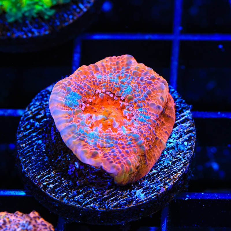 TSA Paintball Chalice Coral