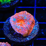 TSA Paintball Chalice Coral