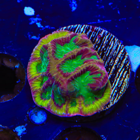 TSA Pandemic Favia Coral