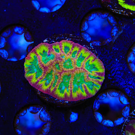 TSA Pandemic Favia Coral