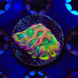 TSA Pandemic Favia Coral