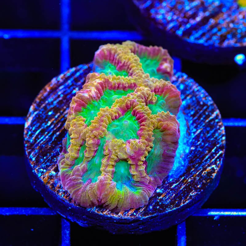 TSA Pandemic Favia Coral