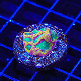 TSA Pandemic Favia Coral