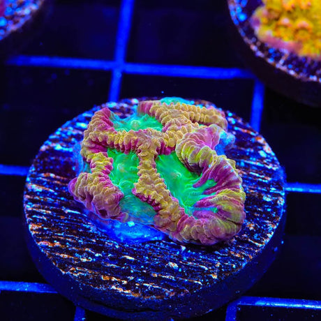 TSA Pandemic Favia Coral