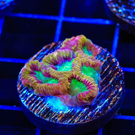 TSA Pandemic Favia Coral