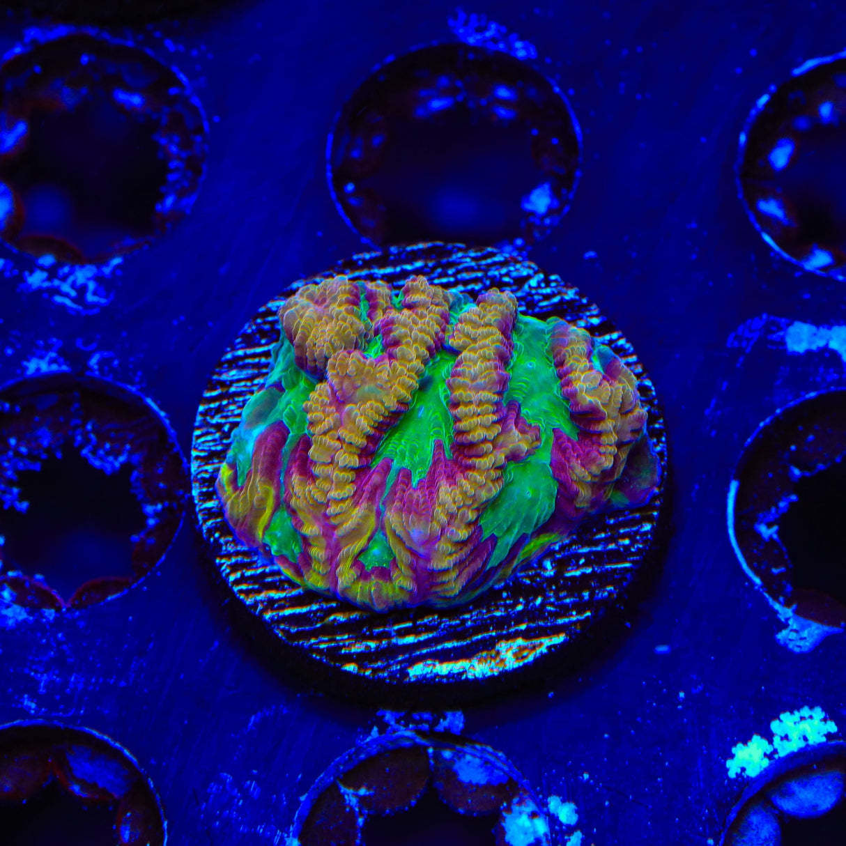TSA Pandemic Favia Coral