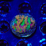TSA Pandemic Favia Coral