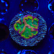 TSA Pandemic Favia Coral