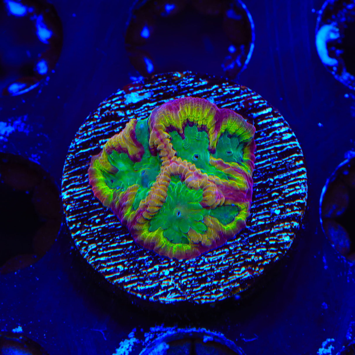 TSA Pandemic Favia Coral