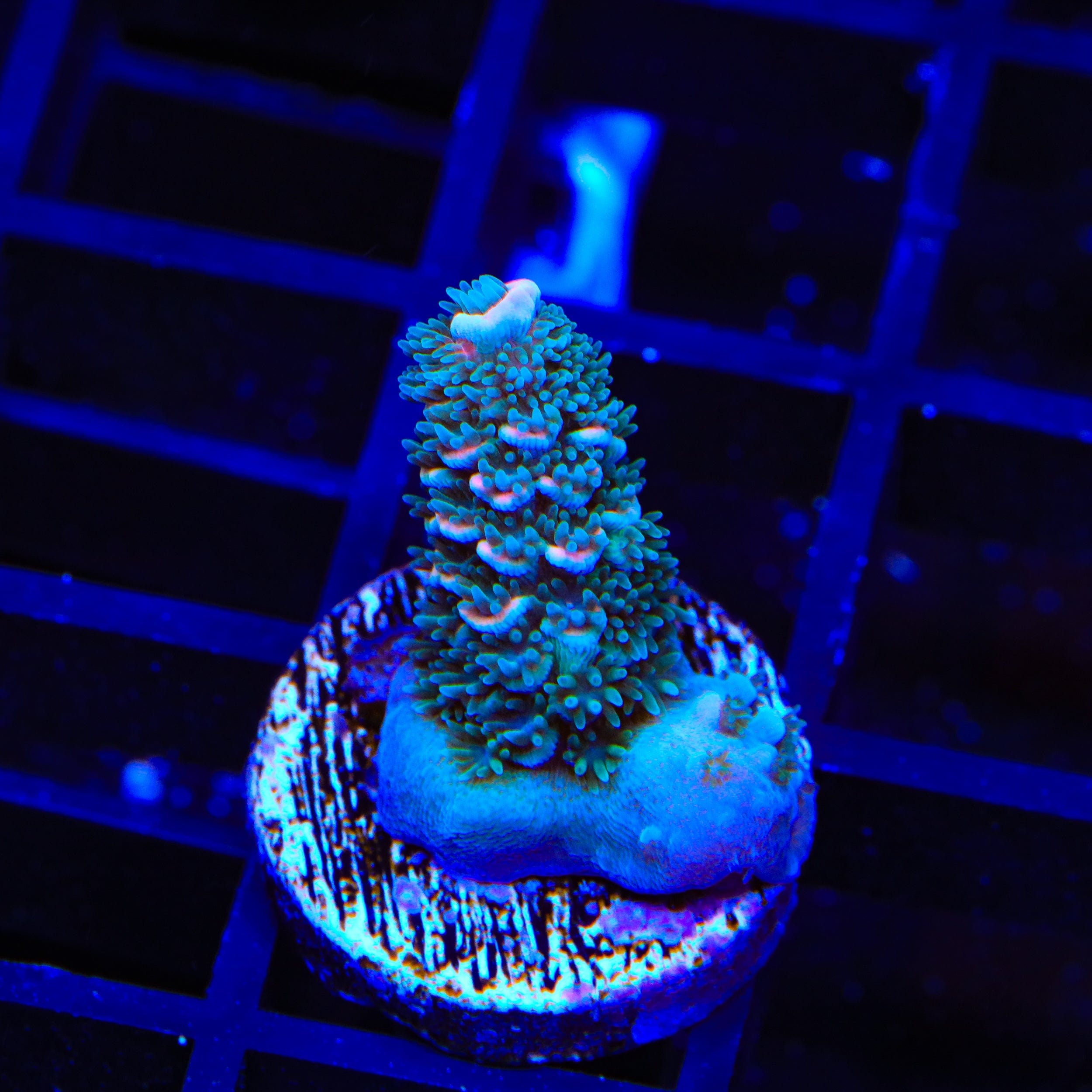 TSA Papa Smurf Acropora Coral