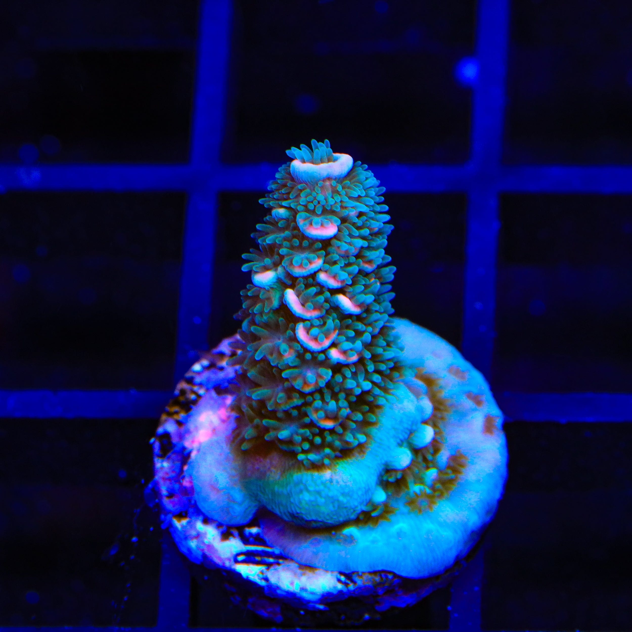 TSA Papa Smurf Acropora Coral