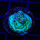 TSA Papa Smurf Acropora Coral