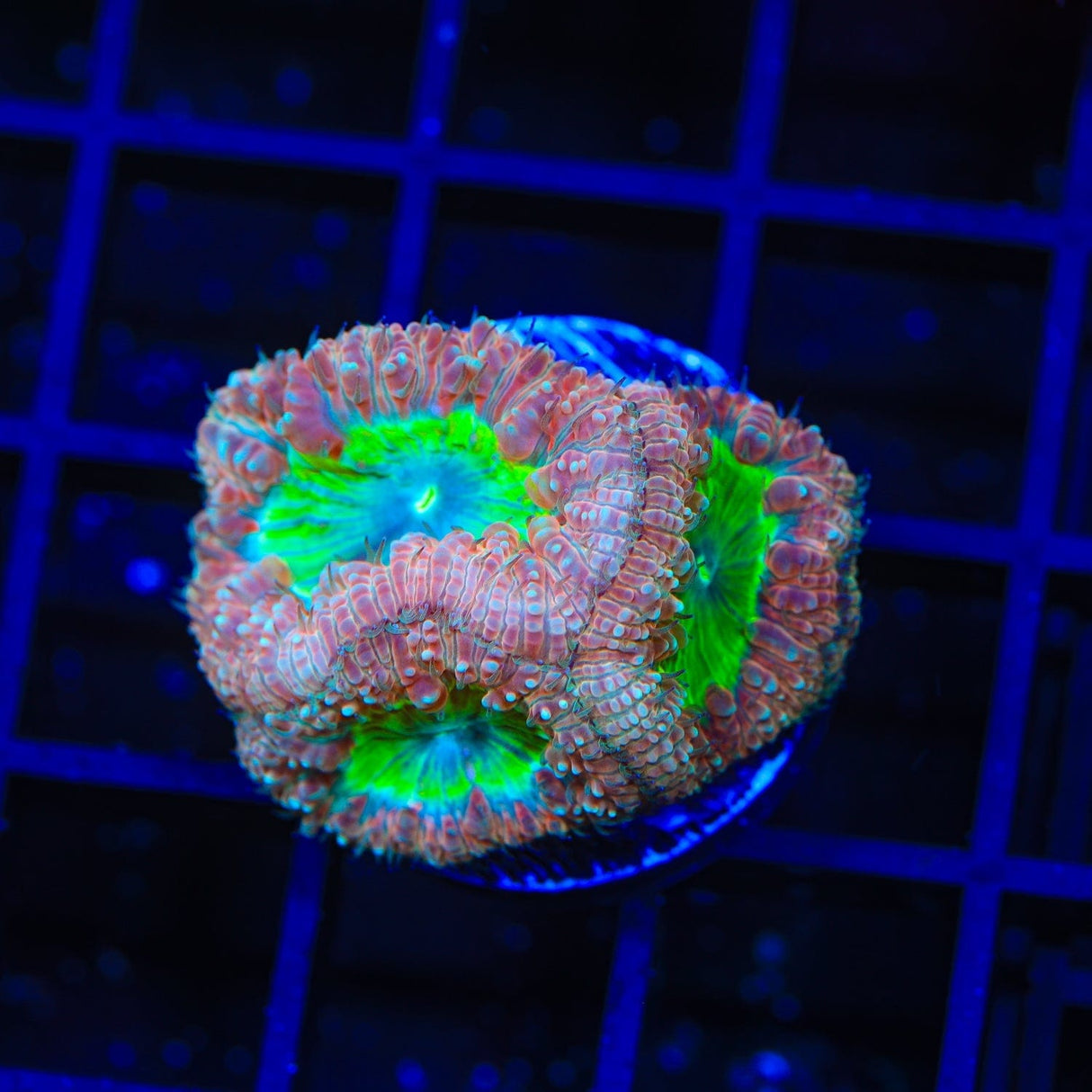 TSA Party City Blastomussa Coral
