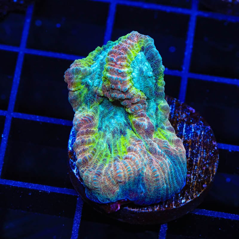 TSA Party Crasher Favia Coral