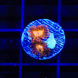 TSA Party On Zoanthids Coral