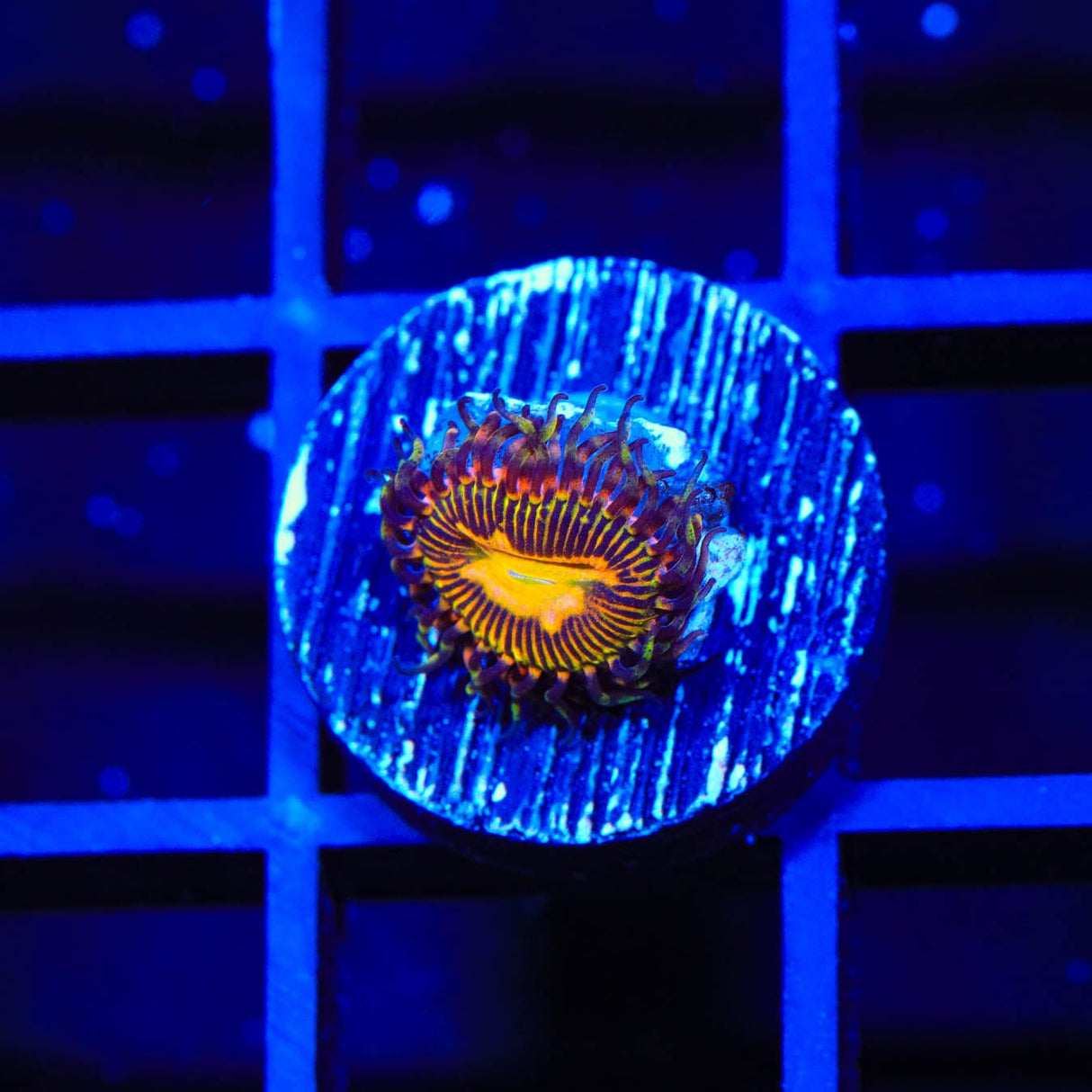 TSA Party On Zoanthids Coral